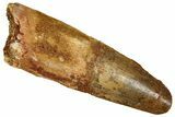 Fossil Spinosaurus Tooth - Feeding Worn Tip #350082-1